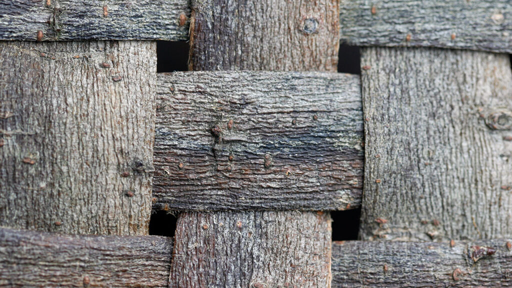 Flettet pilebark